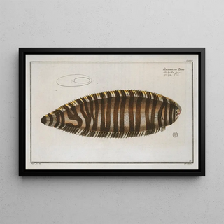 Marcus Elieser Bloch - Pleuronectes Zebra.webp