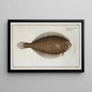 Marcus Elieser Bloch - Pleuronectes limandoides.webp