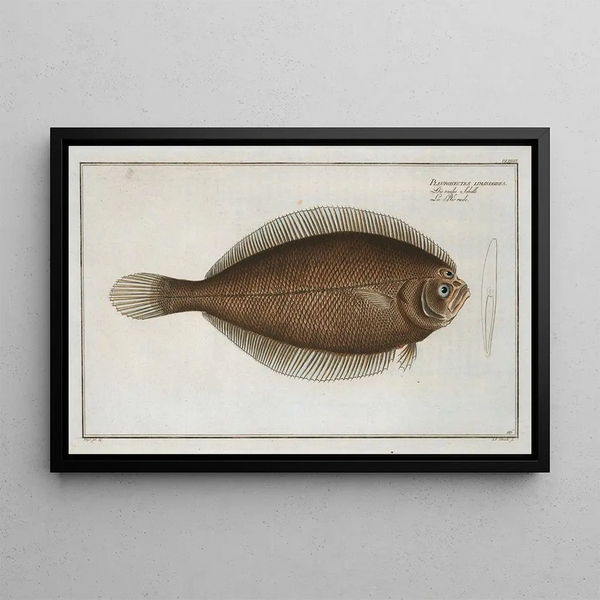 Pleuronectes limandoides - Marcus Elieser Bloch — gerahmtes Bild an der Wand