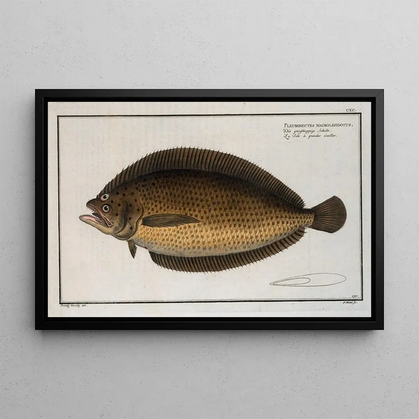Pleuronectes macrolepidotus - Marcus Elieser Bloch — gerahmtes Bild an der Wand