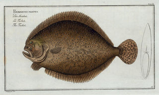 Marcus Elieser Bloch - Pleuronectes maximus The Turbot.webp