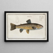 Salmo Fario La Truite - Marcus Elieser Bloch — gerahmtes Bild an der Wand