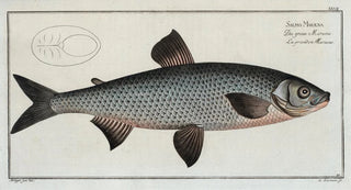 Marcus Elieser Bloch - Salmo Marna The GreatMarna.webp