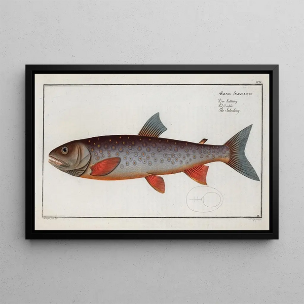 Salmo Salvelinus, der Salveling - Marcus Elieser Bloch — gerahmtes Bild an der Wand