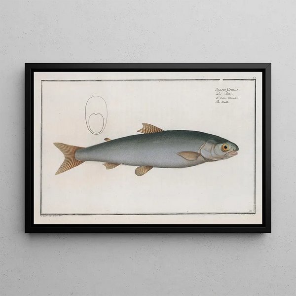 Marcus Elieser Bloch - Salmo Umbla The Umble.webp