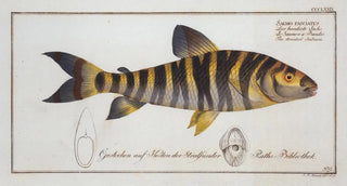 Marcus Elieser Bloch - Salmo fasciatus Tthe streaked Salmon.webp