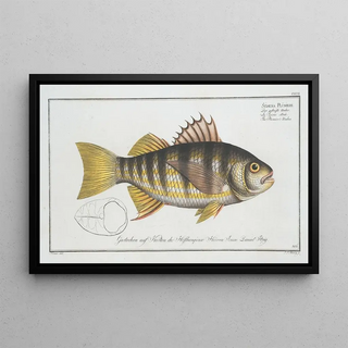 Marcus Elieser Bloch - Sciaena Plmieri The Plumiers Umber.webp