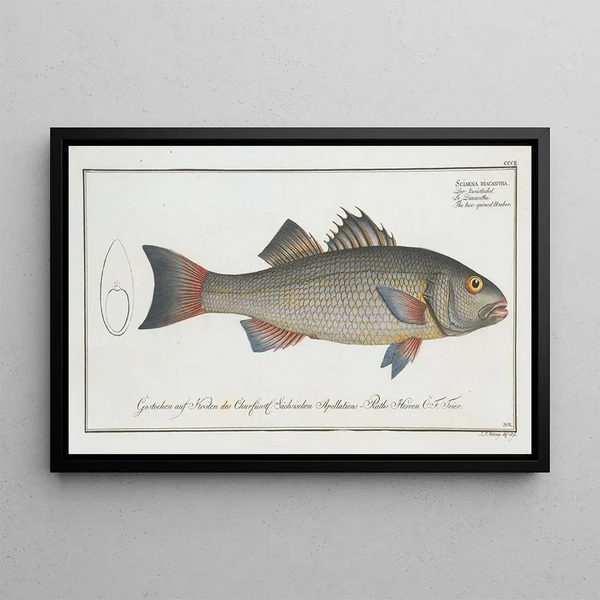 Marcus Elieser Bloch - Sciaena diacantha The twospined Umber.webp