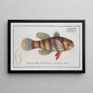 Marcus Elieser Bloch - Sciaena macrollpidota macrolepidota The greatscaled Umber.webp