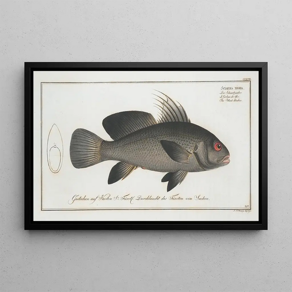 Marcus Elieser Bloch - Sciaena nigra The BlackUmber.webp