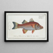 Sciaena undecimalis, le onze-rayons - Marcus Elieser Bloch — gerahmtes Bild an der Wand