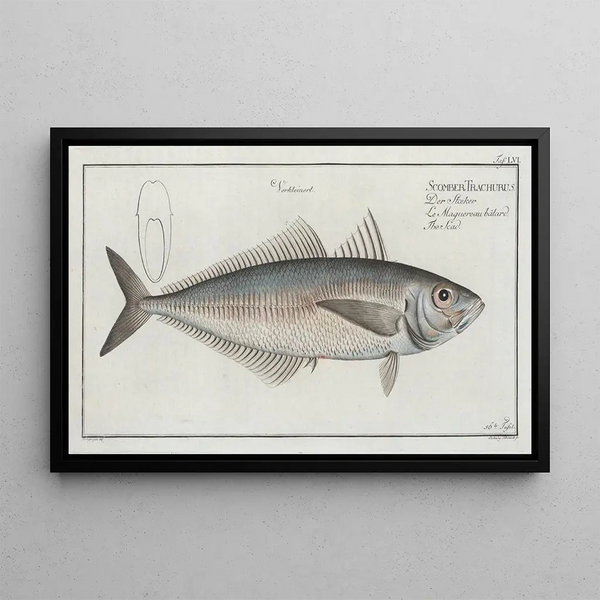 Marcus Elieser Bloch - Scomber Trachurus The Scad.webp