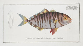 Marcus Elieser Bloch - Scomber fasciatus The streaked Mackrel.webp