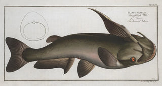 Marcus Elieser Bloch - Silurus militaris The horned Silure.webp