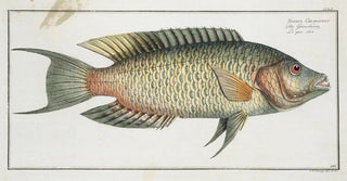 Marcus Elieser Bloch - Sparus Chlorourus.webp