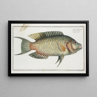 Marcus Elieser Bloch - Sparus Chlorourus.webp
