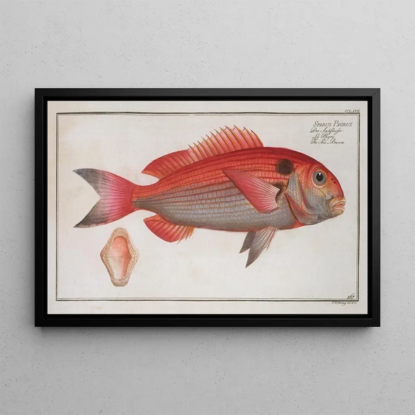 Sparus Pargus, die Daurade - Marcus Elieser Bloch — gerahmtes Bild an der Wand