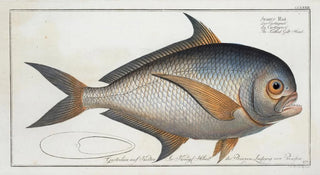 Marcus Elieser Bloch - Sparus Raii The Toothed GildHead.webp