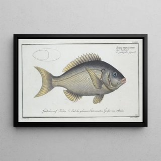 Marcus Elieser Bloch - Sparus tetracanthus.webp
