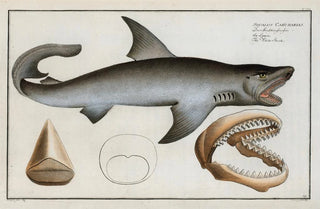 Marcus Elieser Bloch - Squalus Carcharias The White Shark.webp