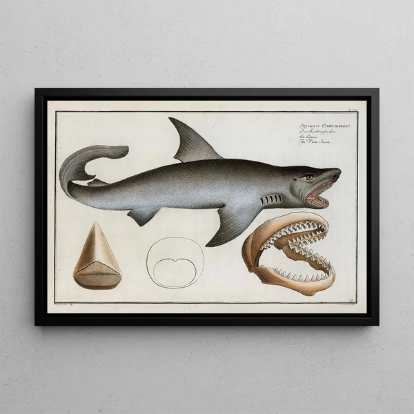 Marcus Elieser Bloch - Squalus Carcharias The White Shark.webp
