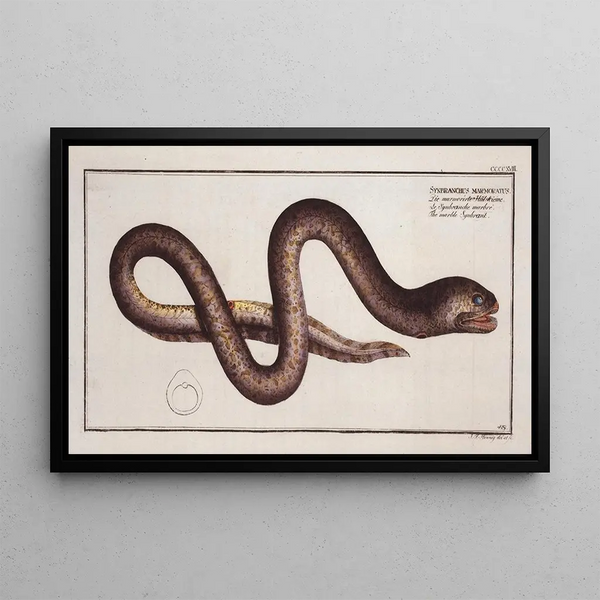 Marcus Elieser Bloch - Synbranchus marmoratus The marble Synbrant.webp
