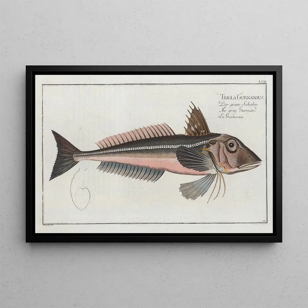 Marcus Elieser Bloch - Trigla Gurnardus The grey Gurnard.webp