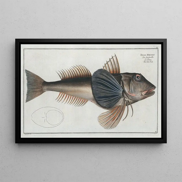 Trigla Hirundo Le Poisson-Tub - Marcus Elieser Bloch — quadro incorniciato alla parete