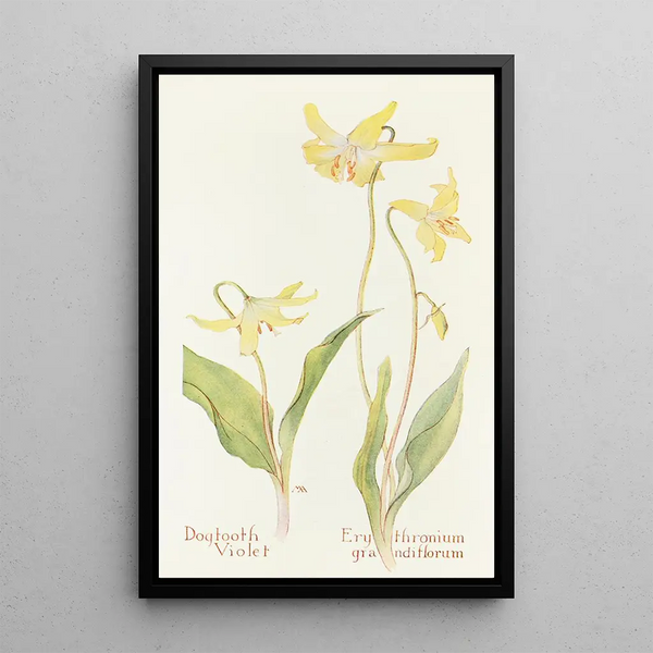 Margaret Armstrong - Dogtooth Violet.webp