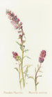 Mountain Phacelia - Margaret Armstrong — artwork view