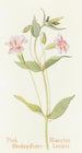 Mimulus rose - Margaret Armstrong — vista dell’opera