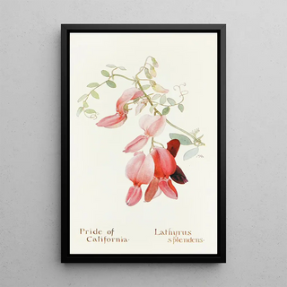 Margaret Armstrong - Pride of California.webp