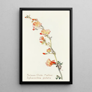 Margaret Armstrong - Salmon Globe Mallow.webp