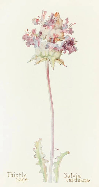 Margaret Armstrong - Thistle Sage.webp