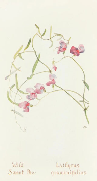 Margaret Armstrong - Wild Sweet Pea.webp