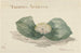 Bloem Massonia Africana - Maria Geertruida Barbiers-Snabili — Ansicht des Kunstwerks