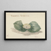 Bloem Massonia Africana - Maria Geertruida Barbiers-Snabili — gerahmtes Bild an der Wand