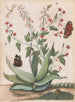 di farfalle, un serpente e una tartaruga intorno a un agave in fiore - Maria Moninckx — vista dell’opera