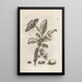 La merveilleuse transformation des chenilles et leur étrange nourriture florale Pl014 - Maria Sibylla Merian — framed artwork on a wall