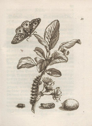 Maria Sibylla Merian - Der Raupen wunderbare Verwandelung und sonderbare BlumenNahrung Pl014.webp