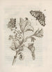La merveilleuse transformation des chenilles et leur étrange nourriture florale Pl015 - Maria Sibylla Merian — artwork view