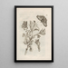 La merveilleuse transformation des chenilles et leur étrange nourriture florale Pl015 - Maria Sibylla Merian — framed artwork on a wall
