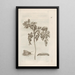La merveilleuse transformation des chenilles et leur étrange nourriture florale Pl017 - Maria Sibylla Merian — framed artwork on a wall