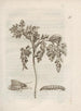 La merveilleuse transformation des chenilles et leur étrange nourriture florale Pl017 - Maria Sibylla Merian — artwork view
