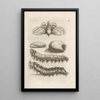 Maria Sibylla Merian - Der Raupen wunderbare Verwandelung und sonderbare BlumenNahrung Pl018.webp