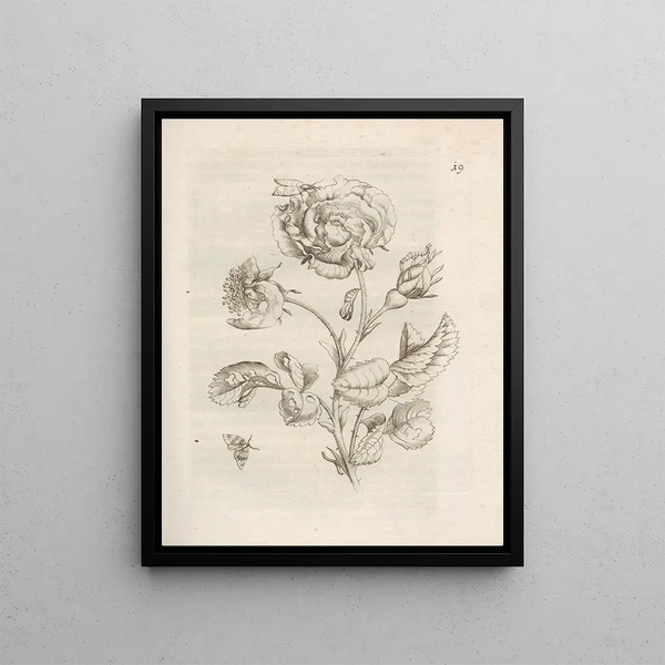 Maria Sibylla Merian - Der Raupen wunderbare Verwandelung und sonderbare BlumenNahrung Pl020.webp