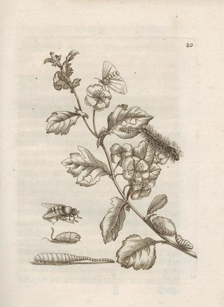 Maria Sibylla Merian - Der Raupen wunderbare Verwandelung und sonderbare BlumenNahrung Pl021.webp