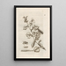 La merveilleuse transformation des chenilles et leur étrange nourriture florale Pl021 - Maria Sibylla Merian — framed artwork on a wall