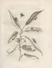 Poplar leaf beetles on willow, plate 27 by Maria Sibylla Merian — eggs, larvae, pupa and beetles on leaves