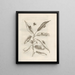 Poplar leaf beetles on willow, plate 27 by Maria Sibylla Merian — framed art print on a wall